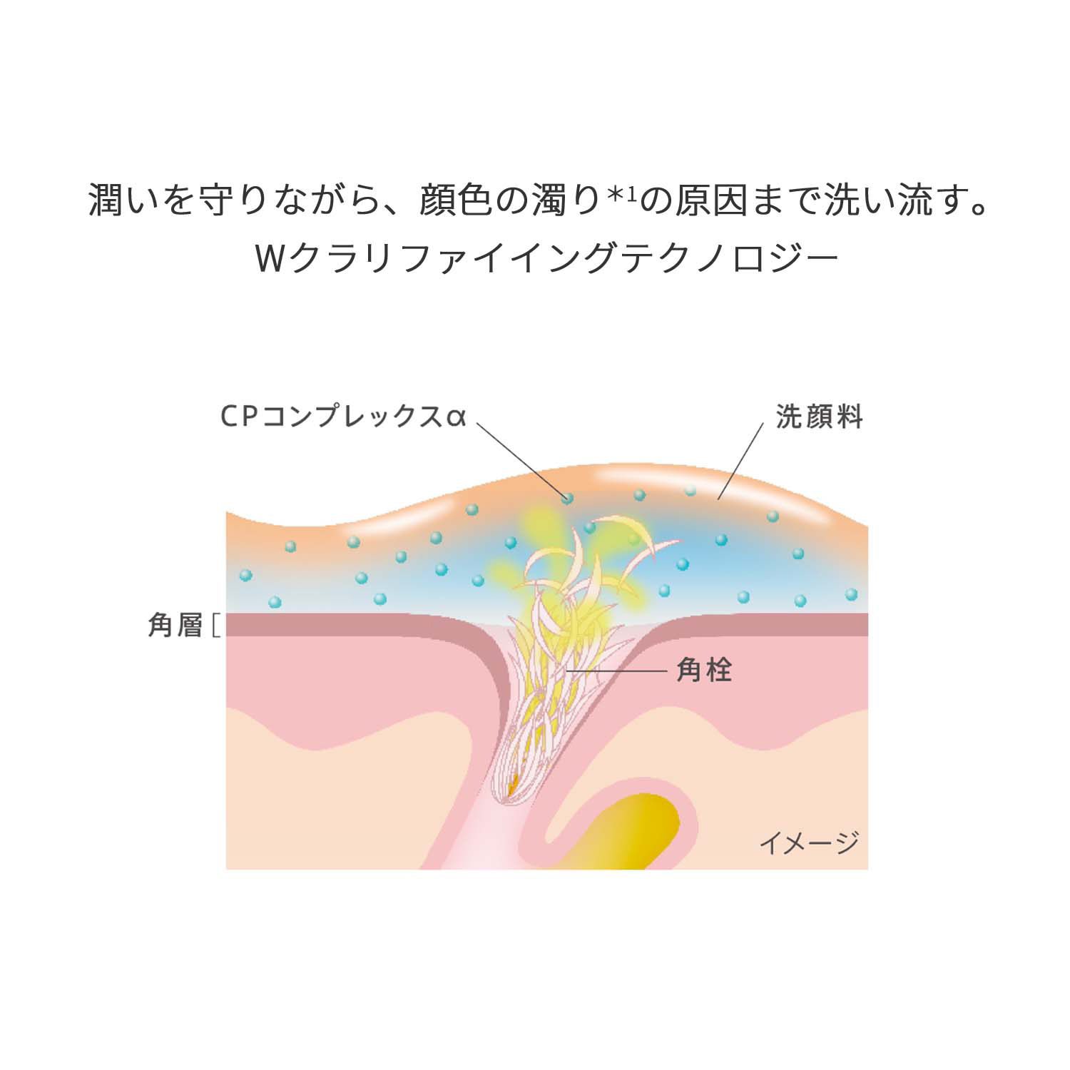 クラリファイイング ジェルウォッシュ & クレンジングミルク EC限定セット 詳細画像 10枚中6枚目